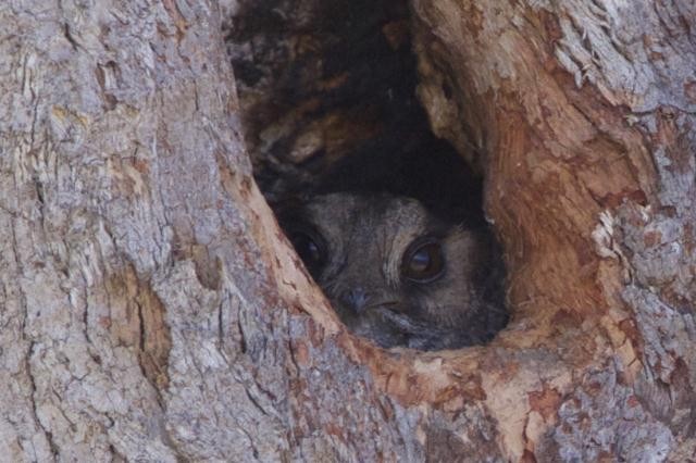 Australian Owlet-nightjar - ML22340501