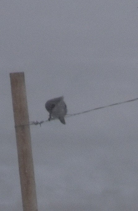 Loggerhead Shrike - ML223406331