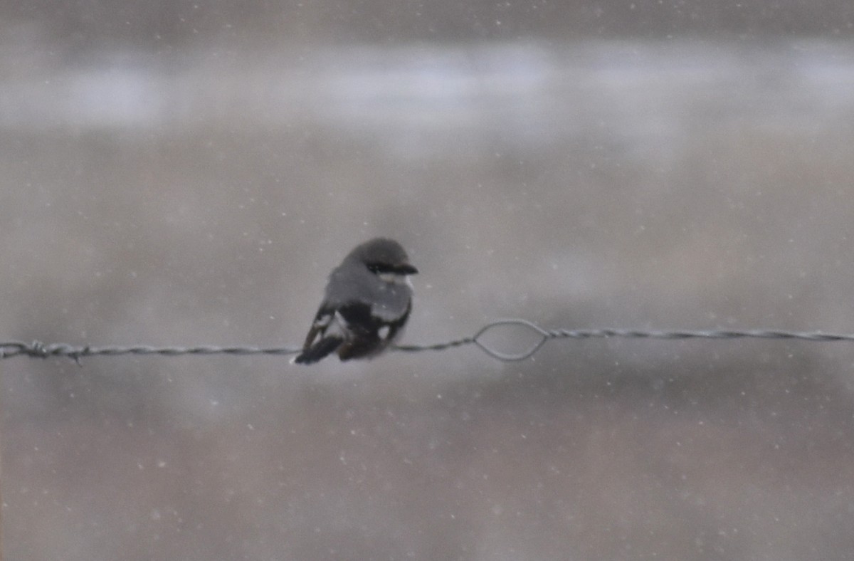Loggerhead Shrike - ML223406341
