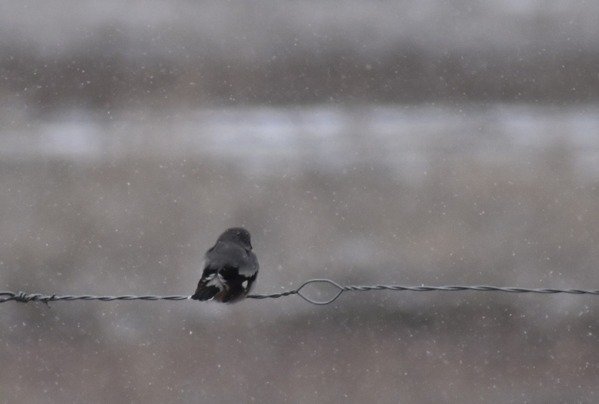 Loggerhead Shrike - ML223406351