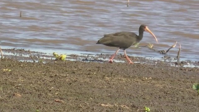 Bare-faced Ibis - ML223407681