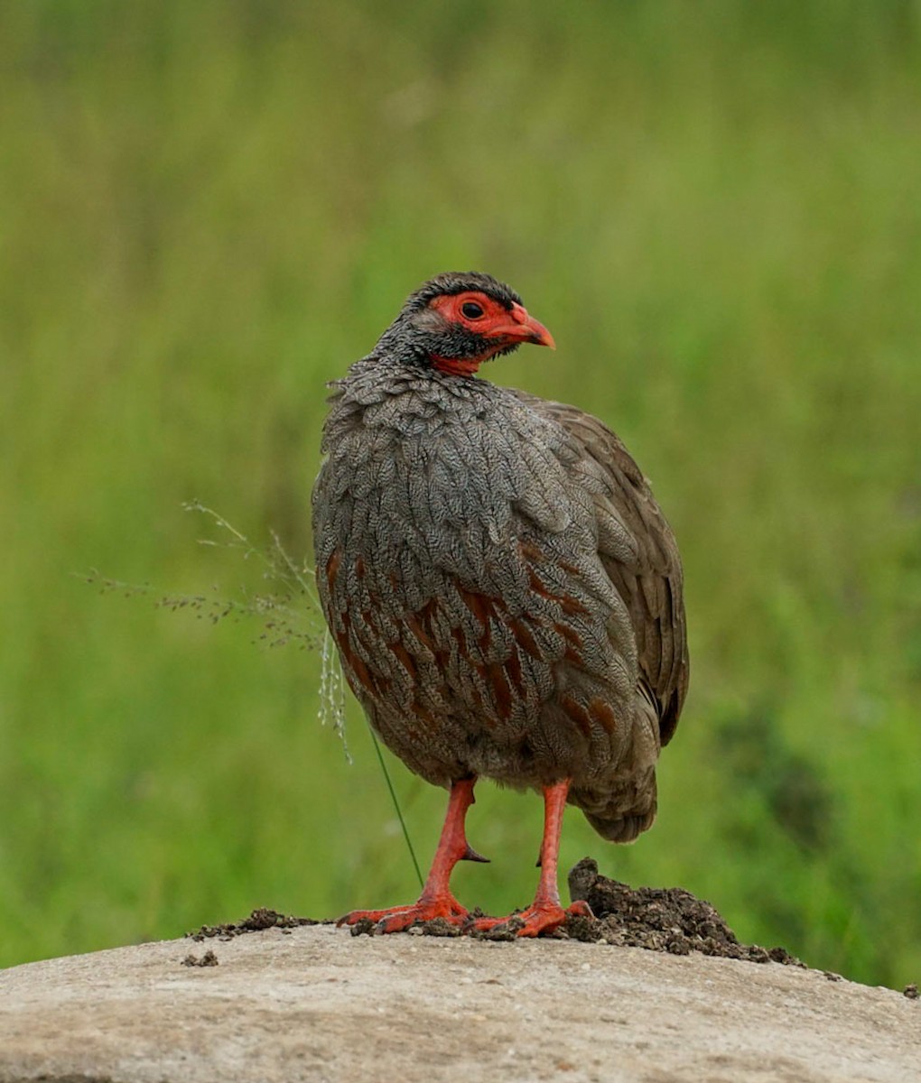 Scaly Spurfowl - Karen Salazar