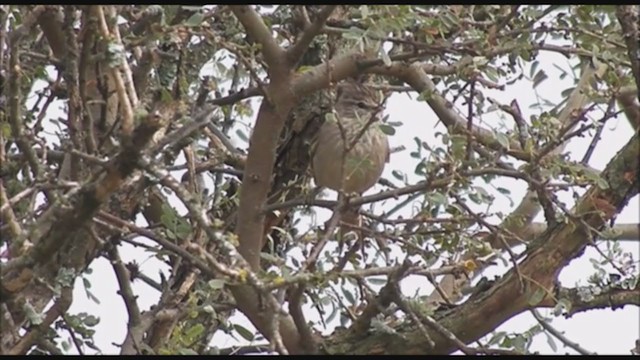 Tufted Tit-Spinetail - ML223408881