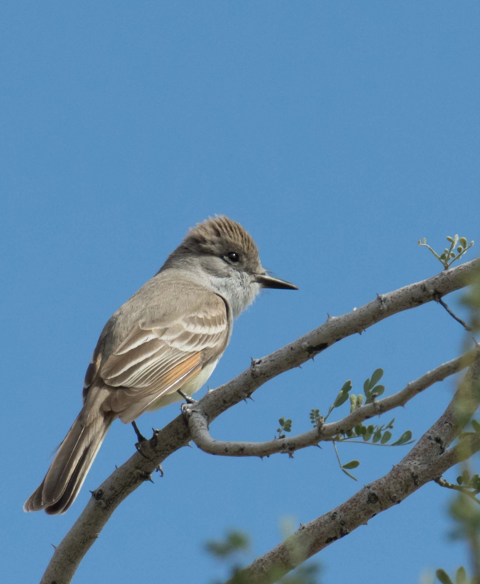 Ash-throated Flycatcher - ML223409031