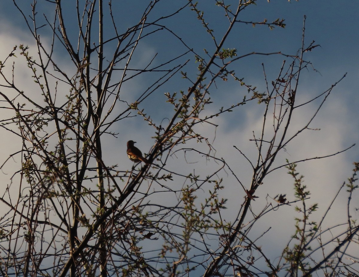 Brown Thrasher - ML223410691