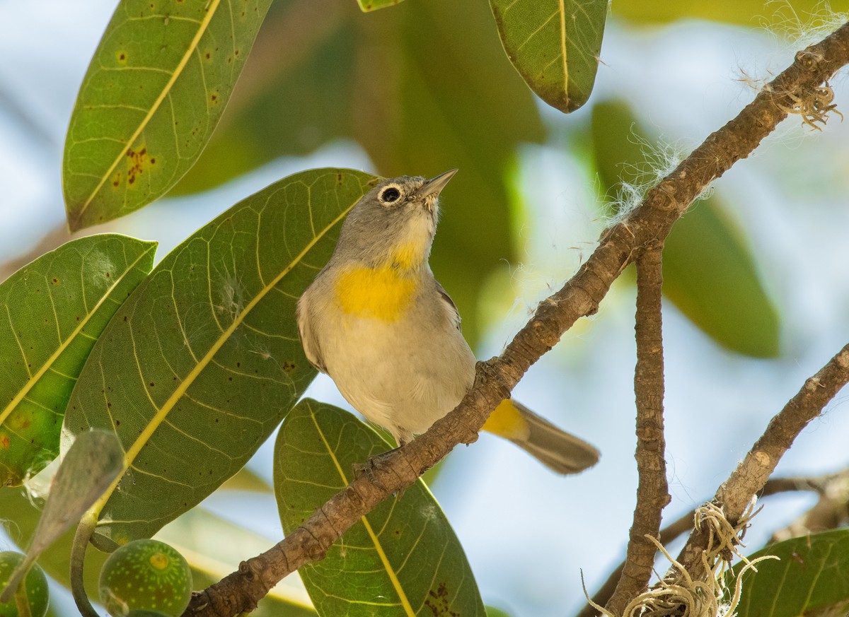 Virginia's Warbler - ML223411851