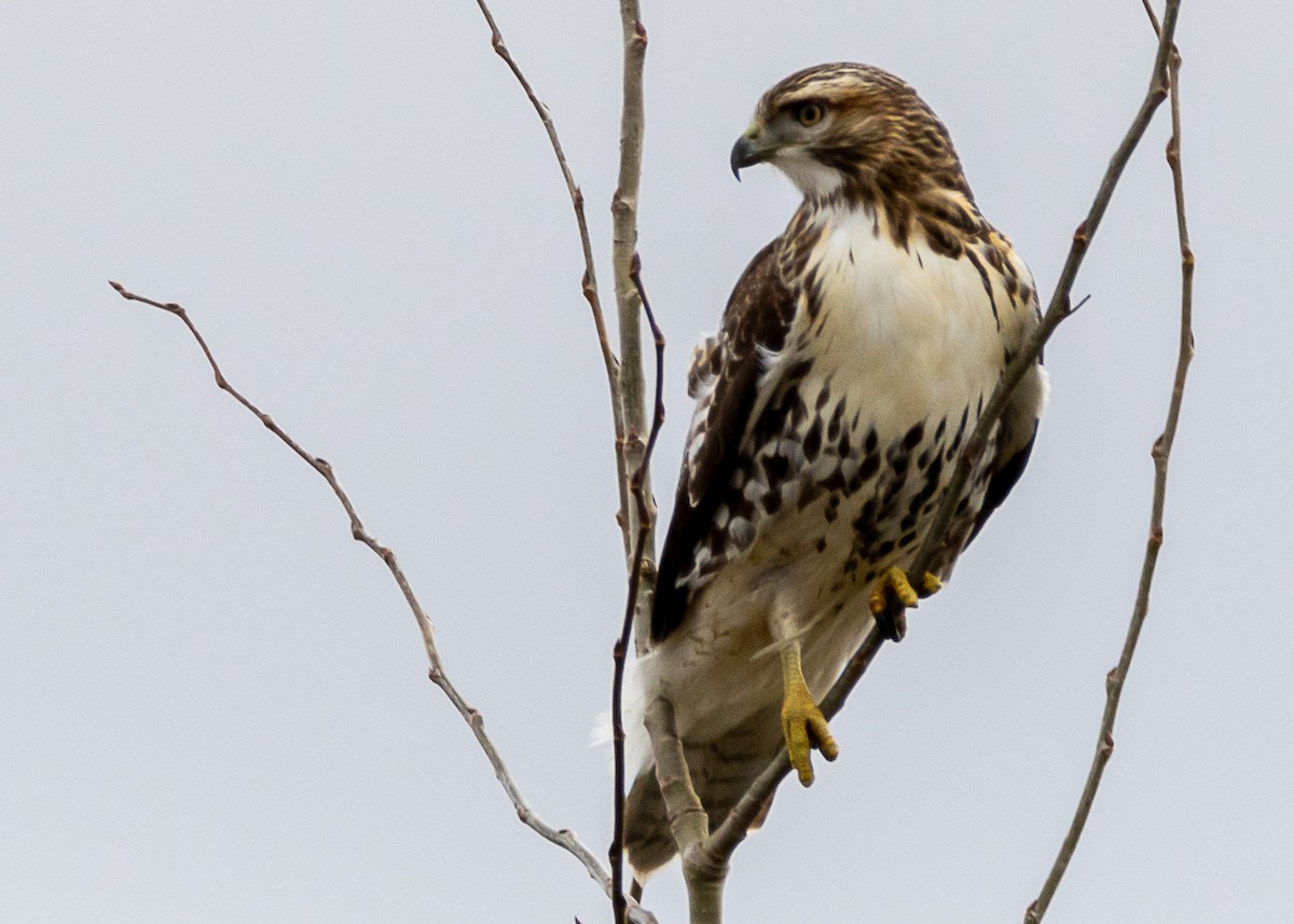 Red-tailed Hawk - ML223413851