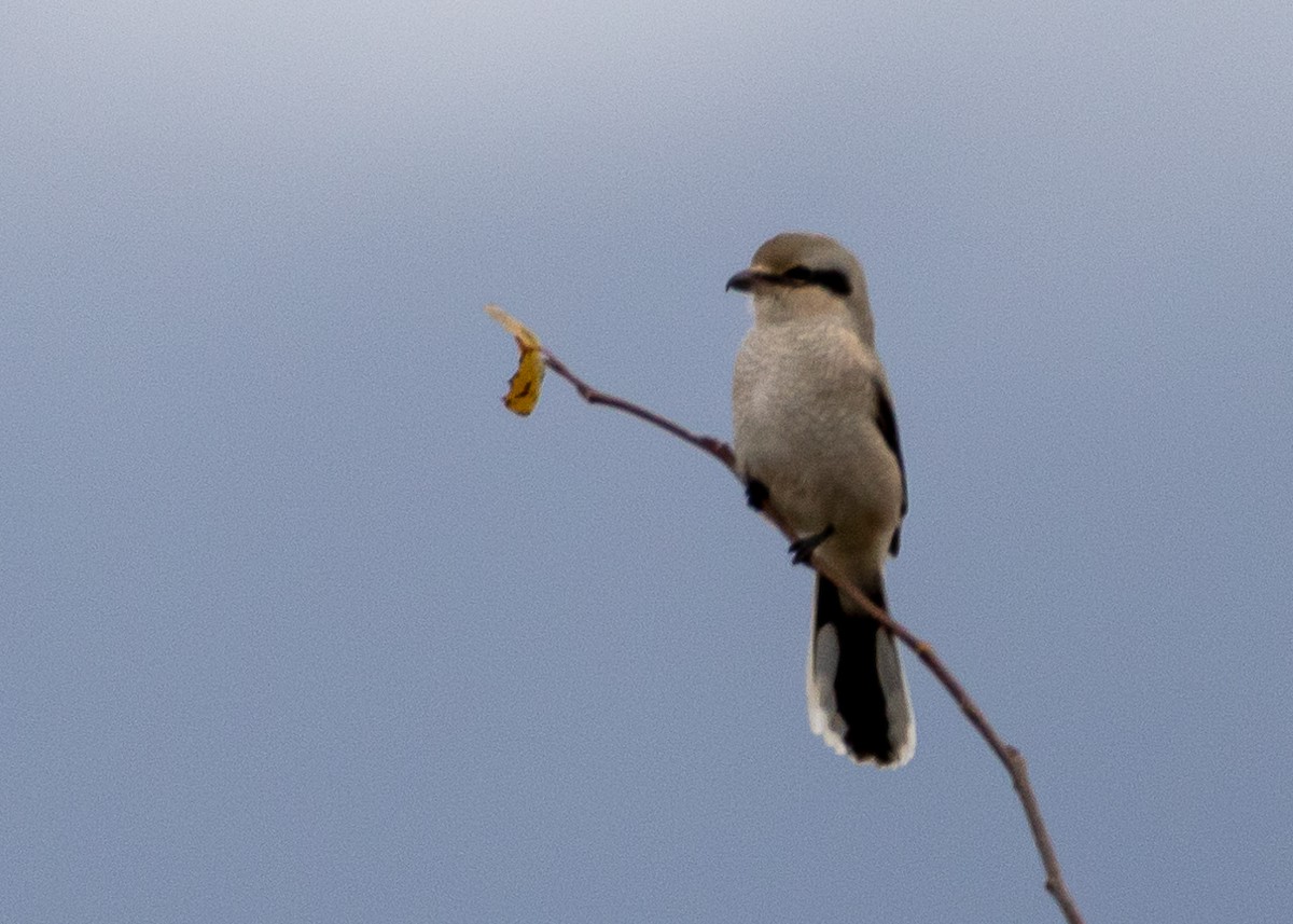 Northern Shrike - ML223413891