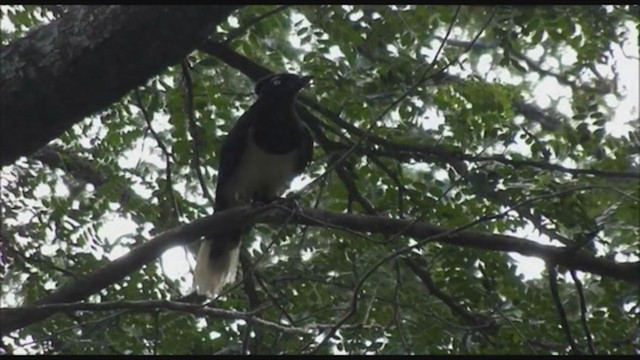 plysjskrike - ML223414661