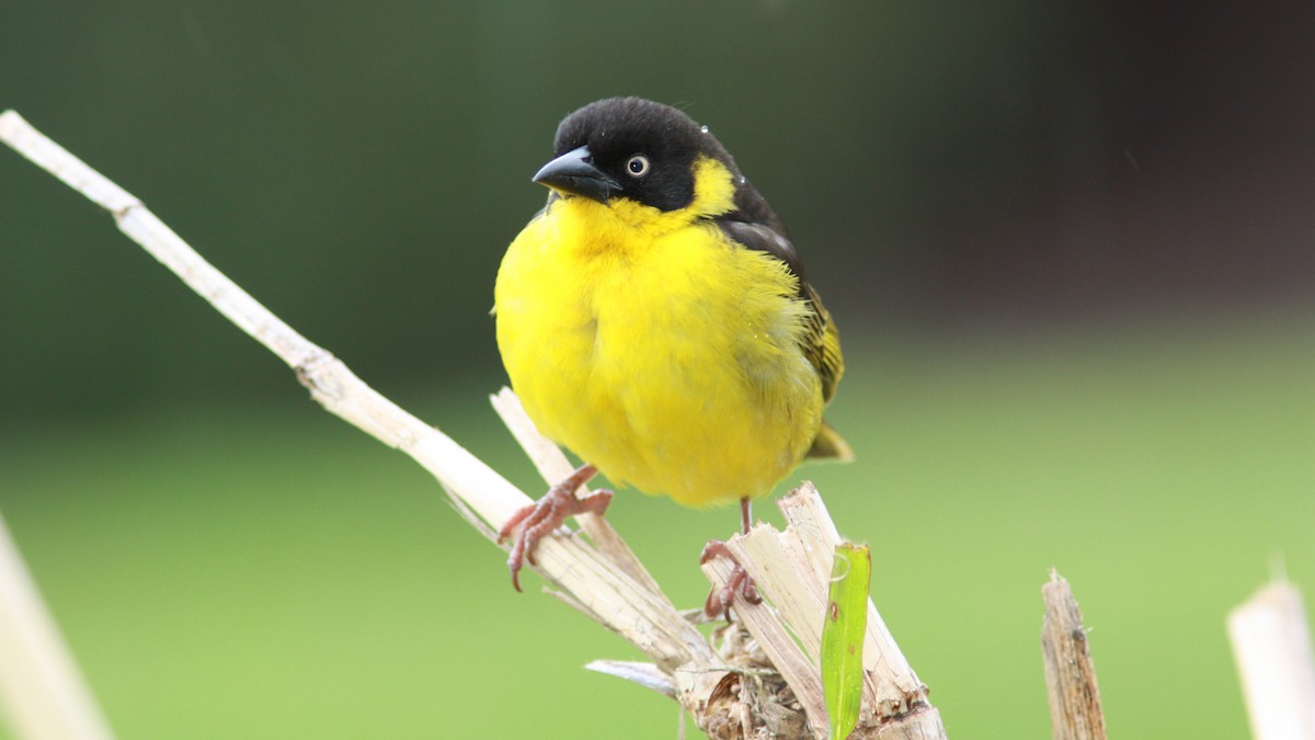 Baglafecht Weaver - Daniel Jauvin