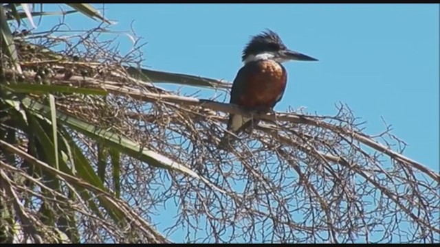 Ringed Kingfisher - ML223415091