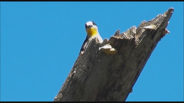 White-fronted Woodpecker - ML223415101