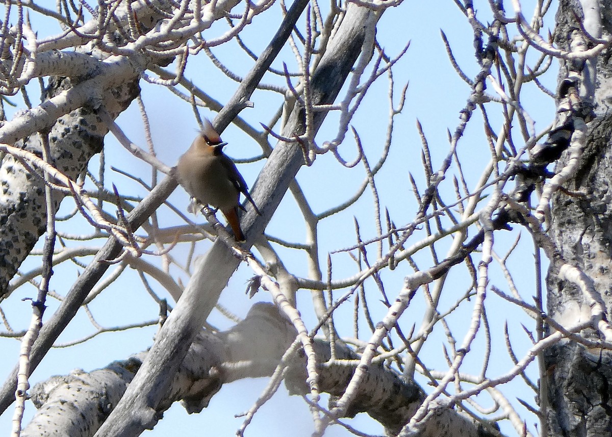 Bohemian Waxwing - ML223417481