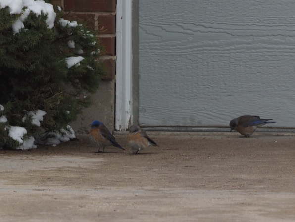 Western Bluebird - Leslie S