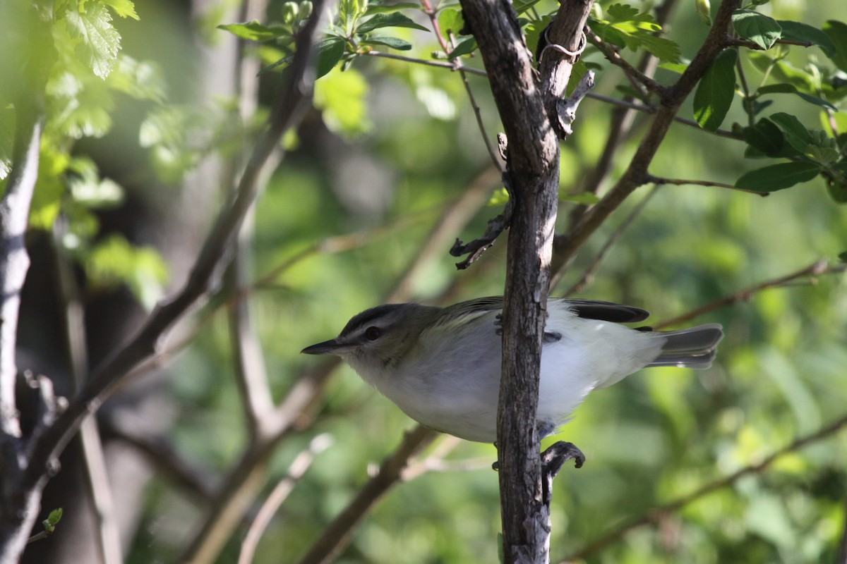 Red-eyed Vireo - Carol Ortenzio