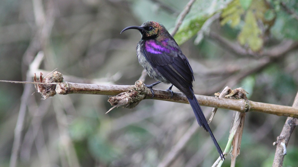 Tacazze Sunbird - Daniel Jauvin