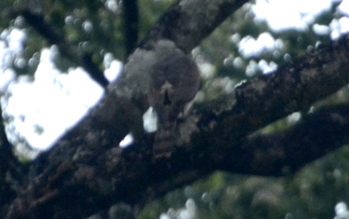 tanımsız Accipiter sp. - ML22341931