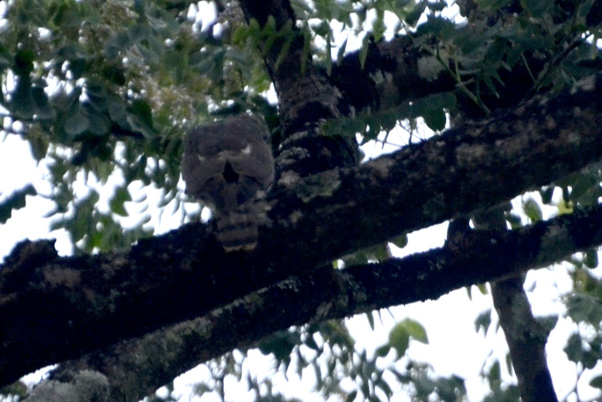 tanımsız Accipiter sp. - ML22341961