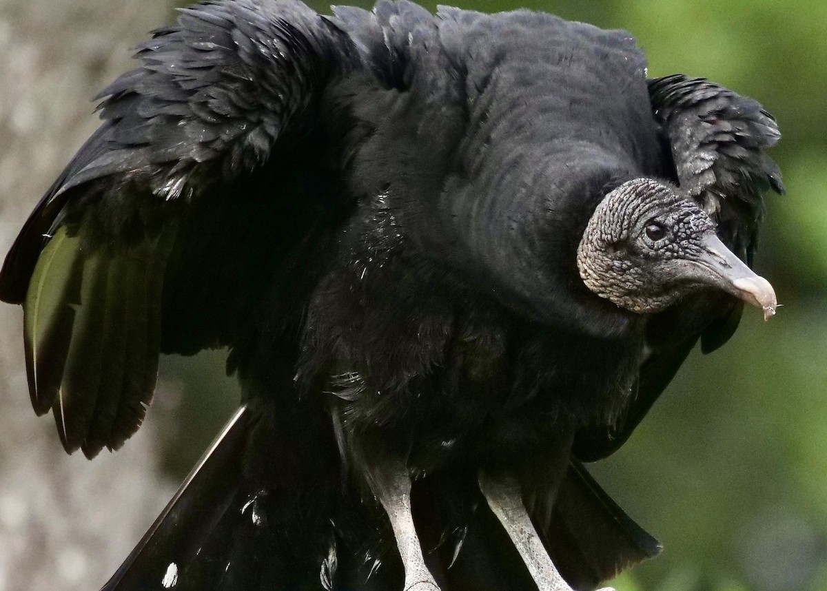 Black Vulture - Jeff Osborne