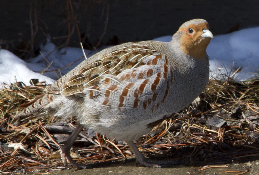 Gray Partridge - Kathleen Lindsay