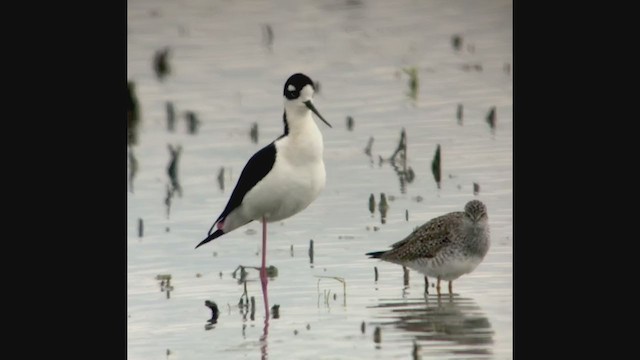 Black-necked Stilt - ML223422161