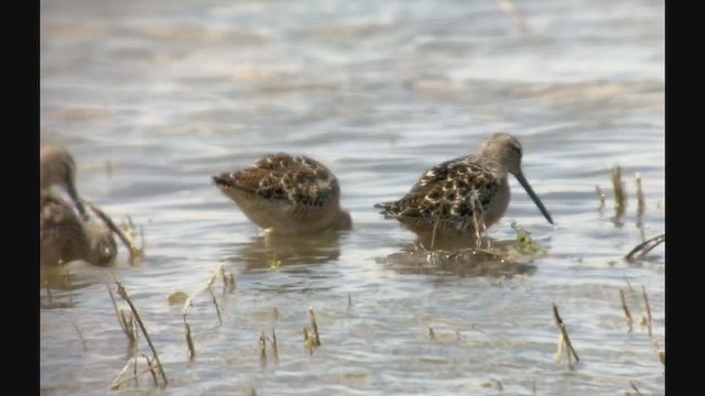 Long-billed Dowitcher - ML223422341