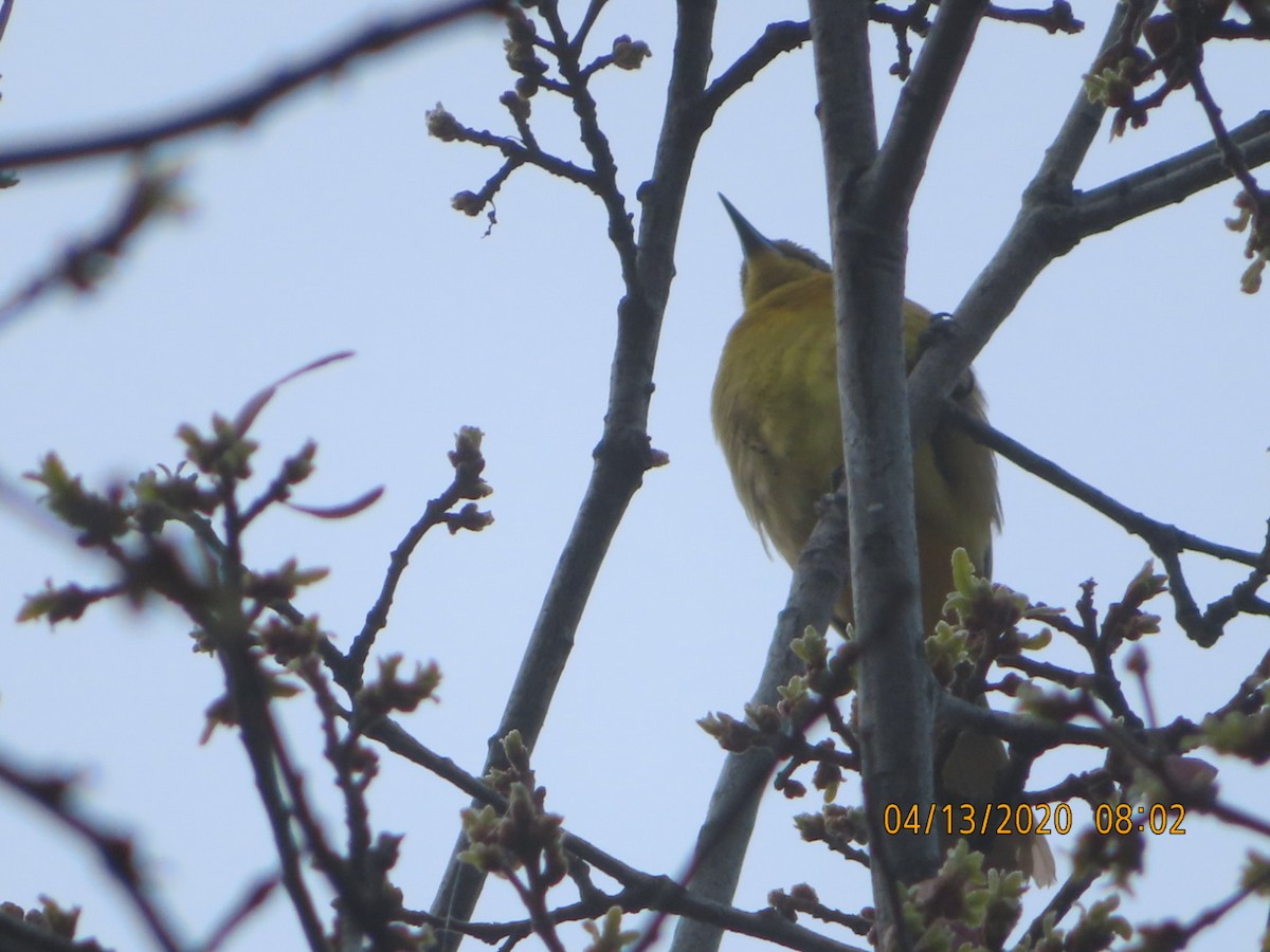 Hooded Oriole - ML223424841