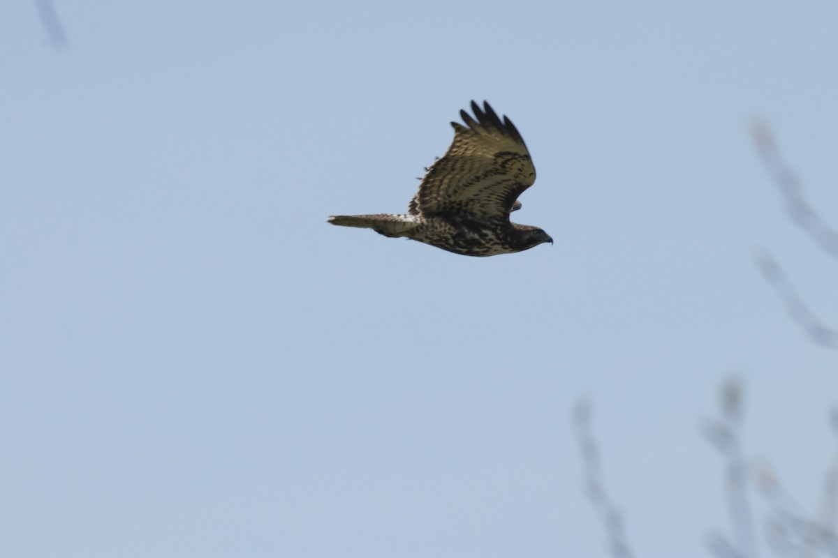 Red-tailed Hawk - ML223426031