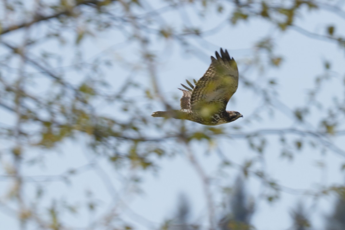 Red-tailed Hawk - ML223426061