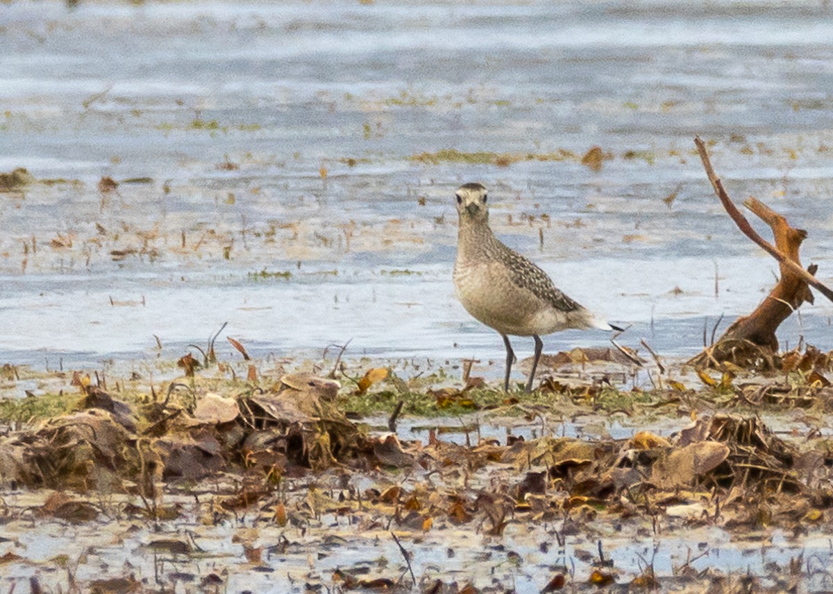 American Golden-Plover - ML223428531