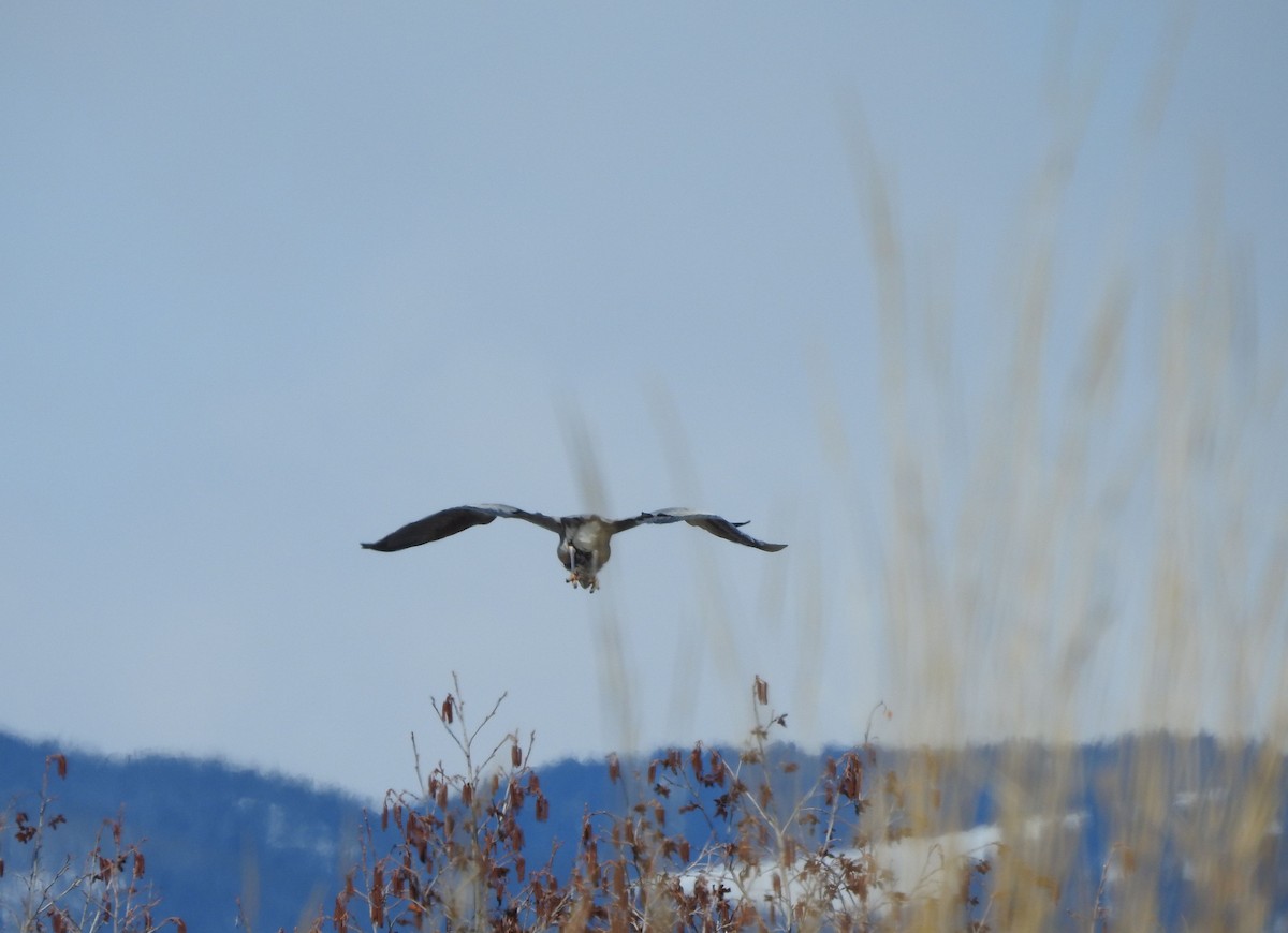 Great Blue Heron - ML223429041