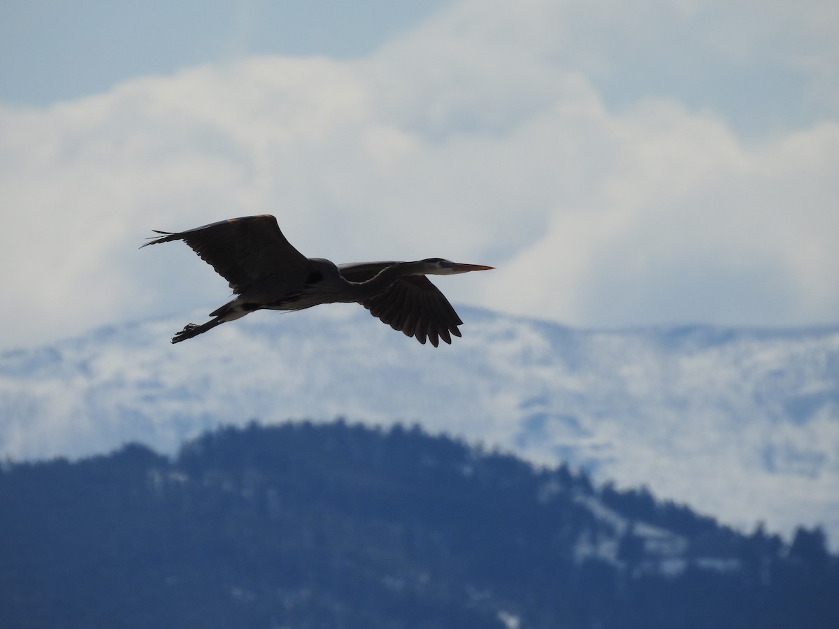 Great Blue Heron - ML223429101