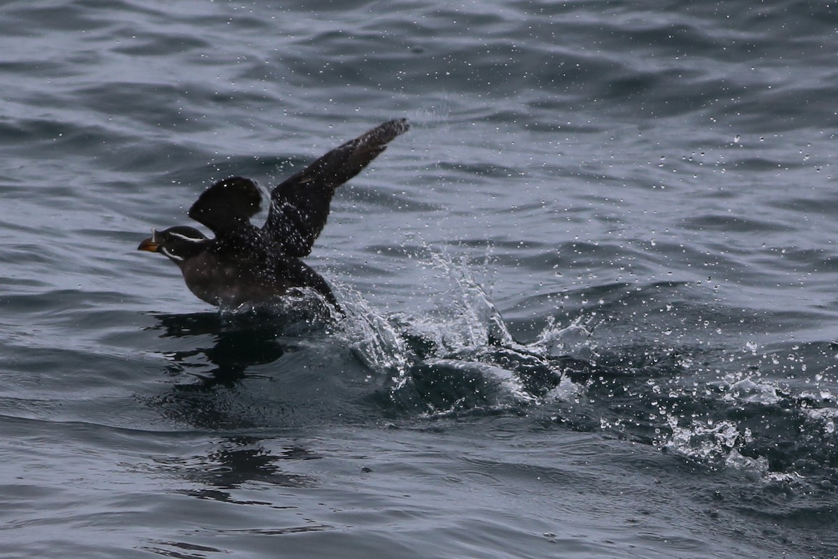 Rhinoceros Auklet - Pete Dunten