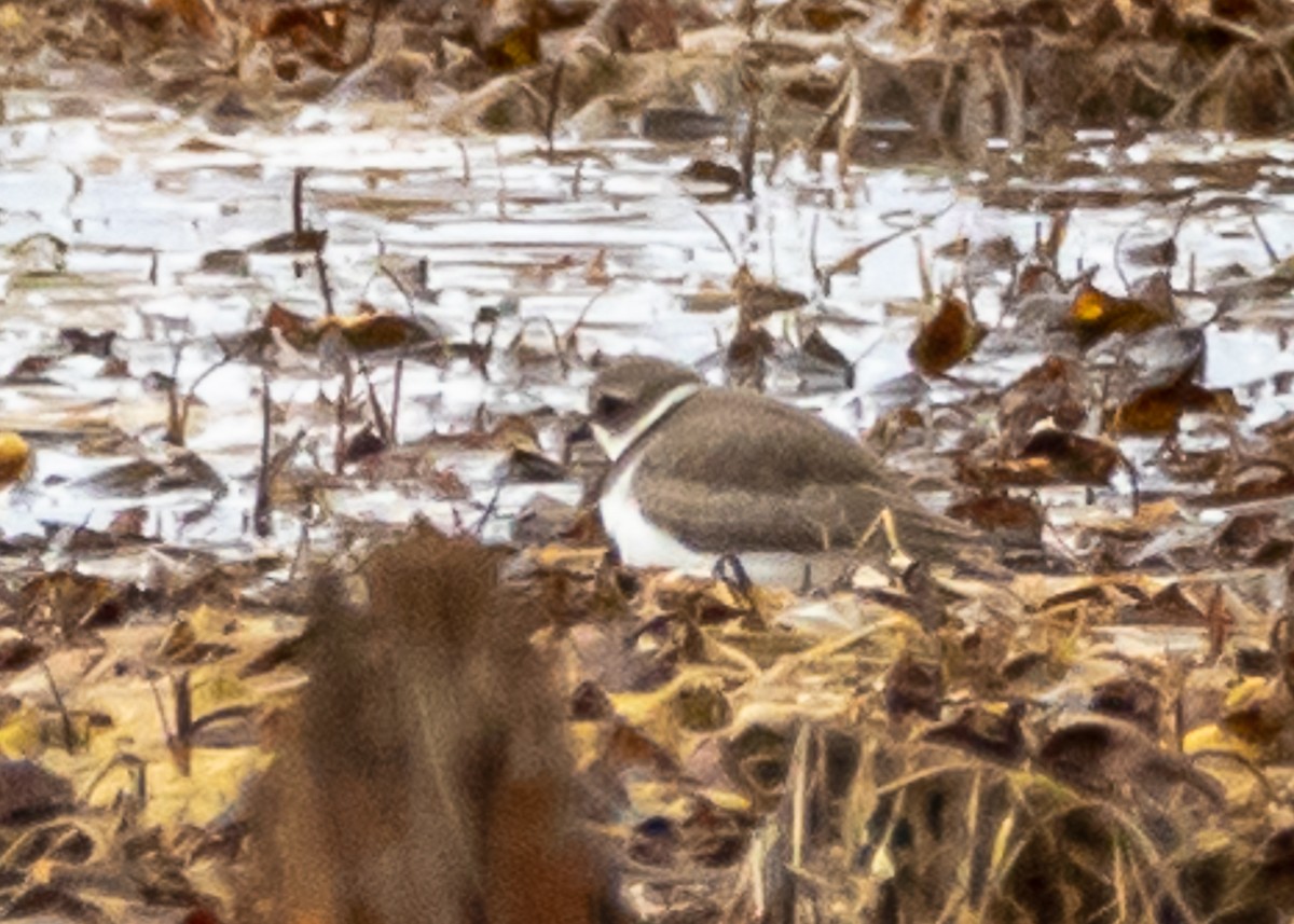 Semipalmated Plover - ML223429861