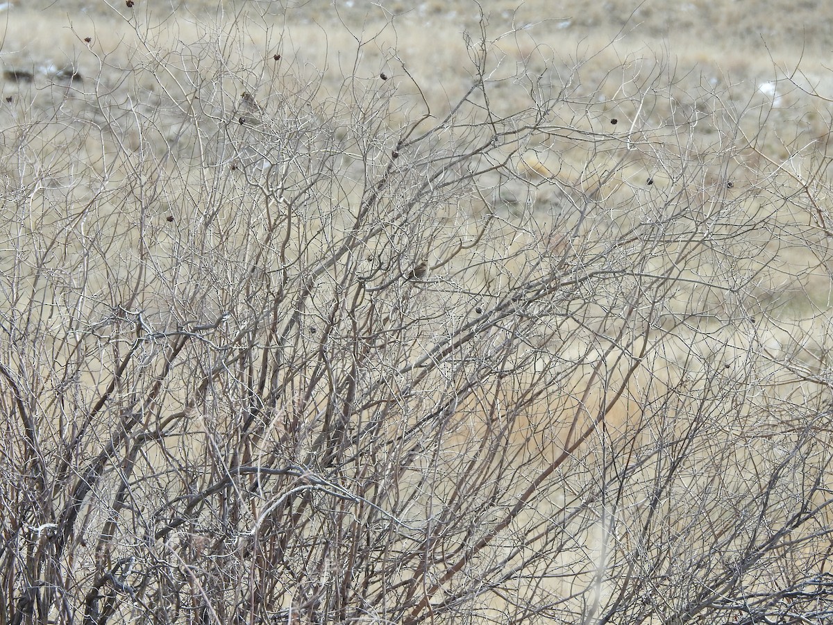 Savannah Sparrow - Shane Sater