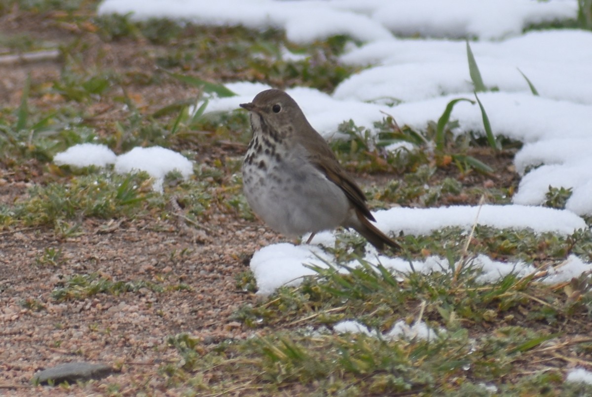 Hermit Thrush - ML223431911