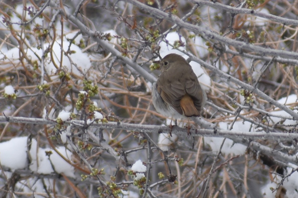 Hermit Thrush - ML223431921