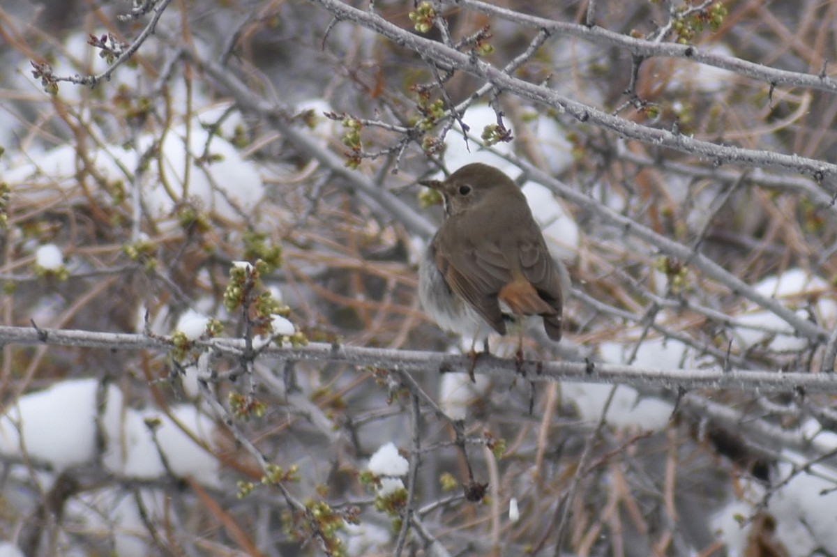 Hermit Thrush - ML223431931