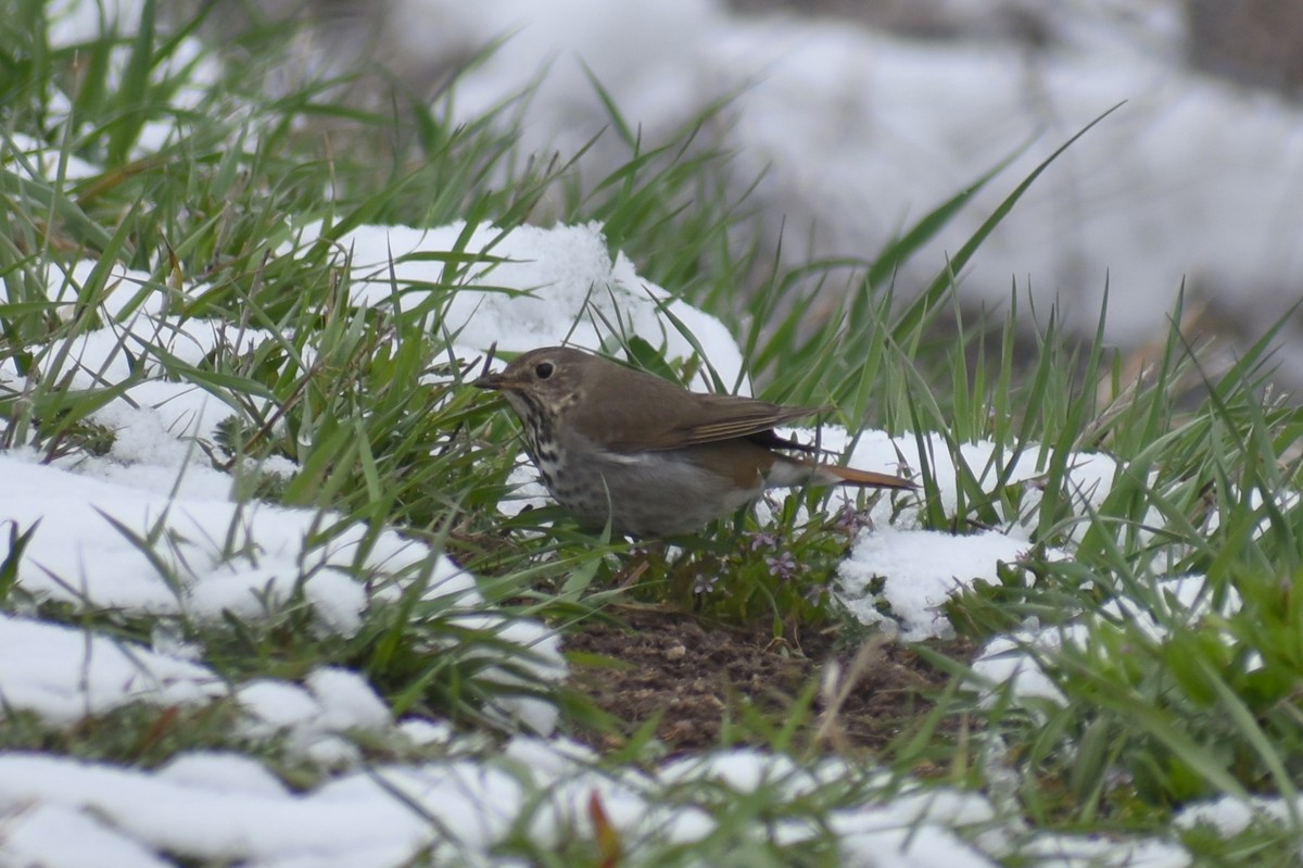Hermit Thrush - ML223431941
