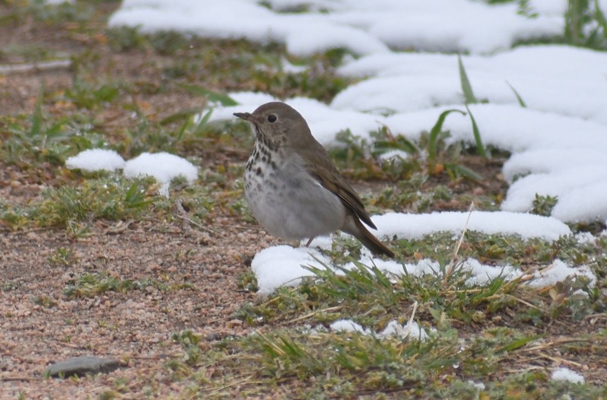 Hermit Thrush - ML223431951