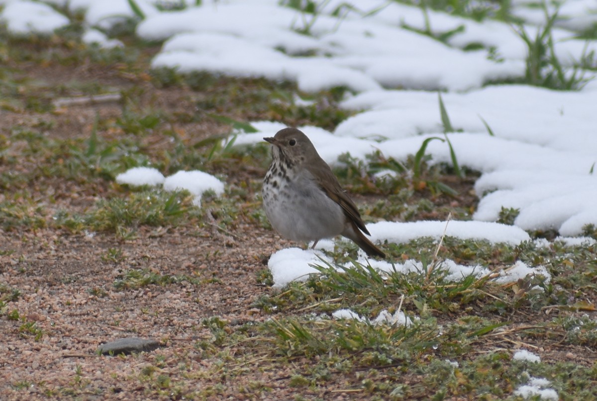 Hermit Thrush - ML223431961