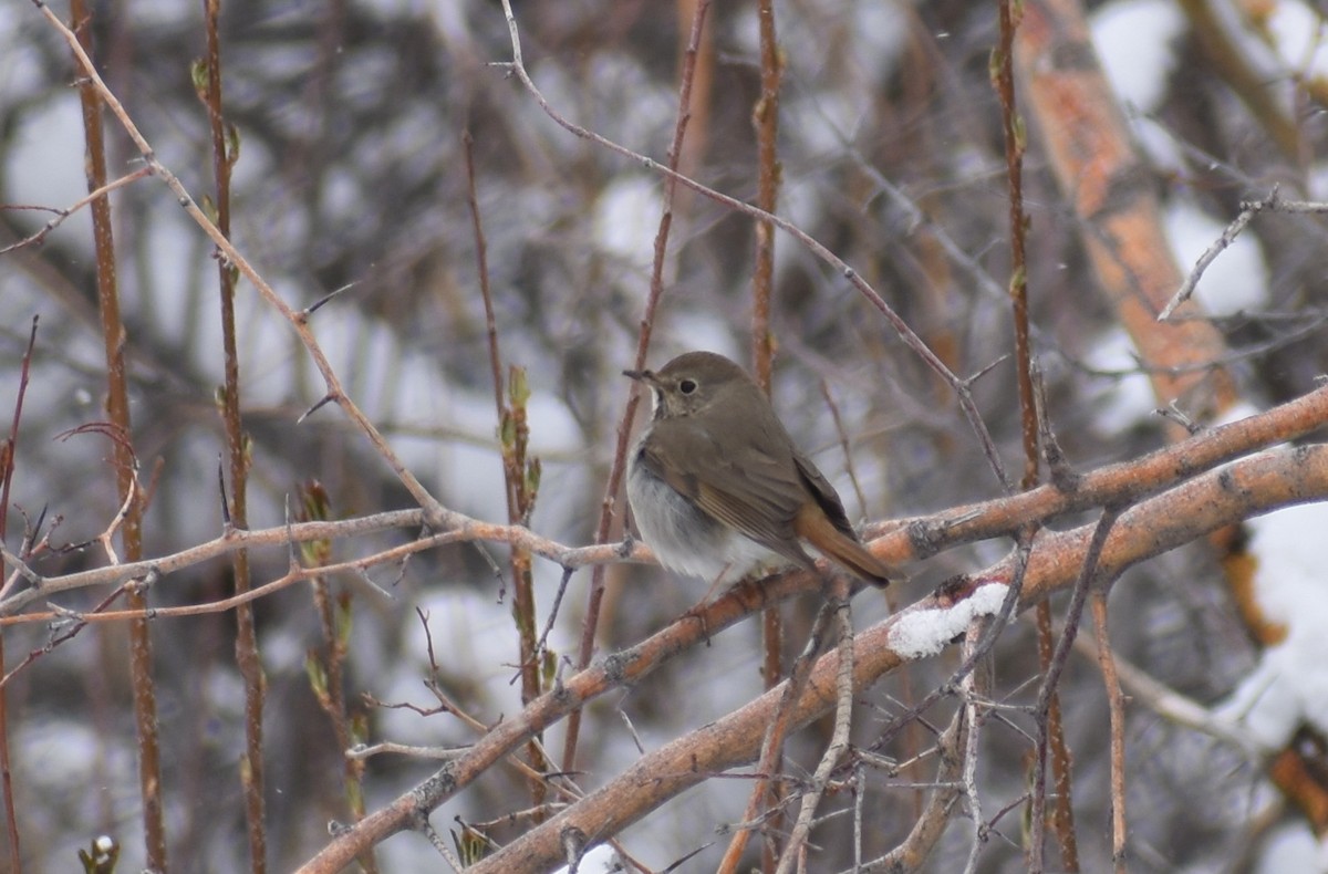 Hermit Thrush - ML223431971