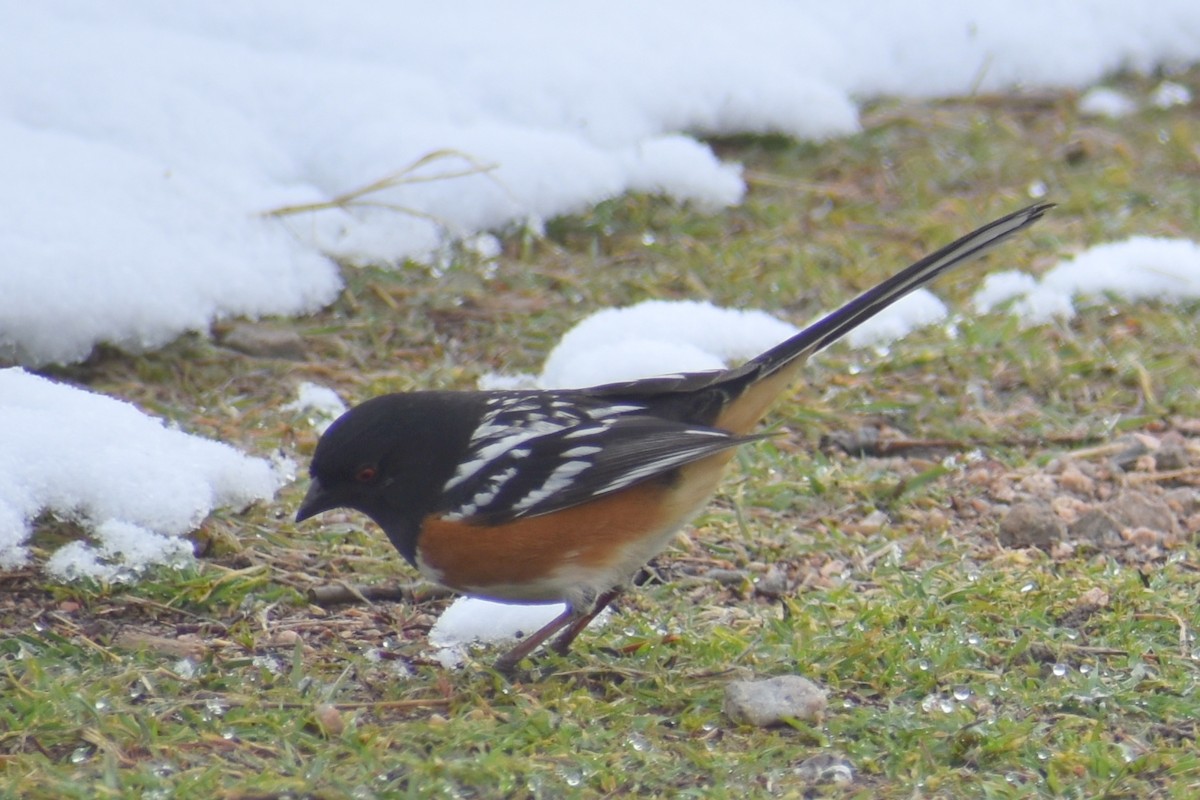 Spotted Towhee - ML223432251