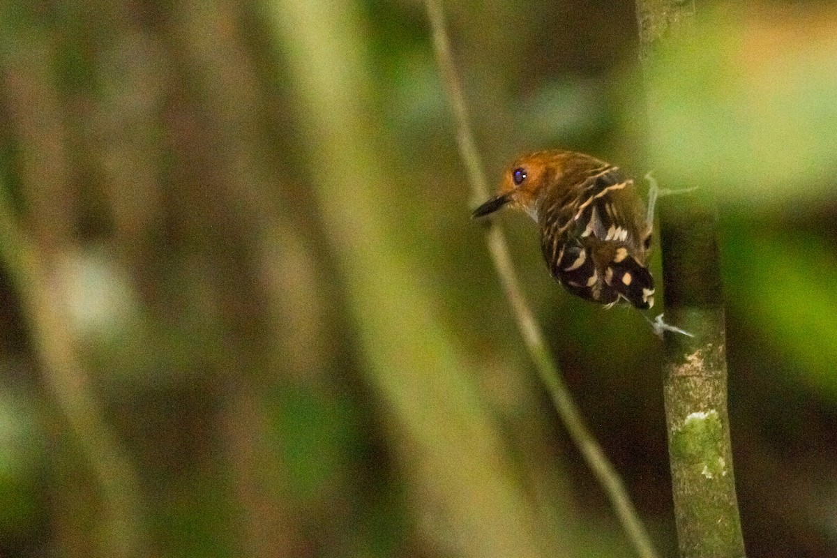 Common Scale-backed Antbird - Jhonathan Miranda - Wandering Venezuela Birding Expeditions