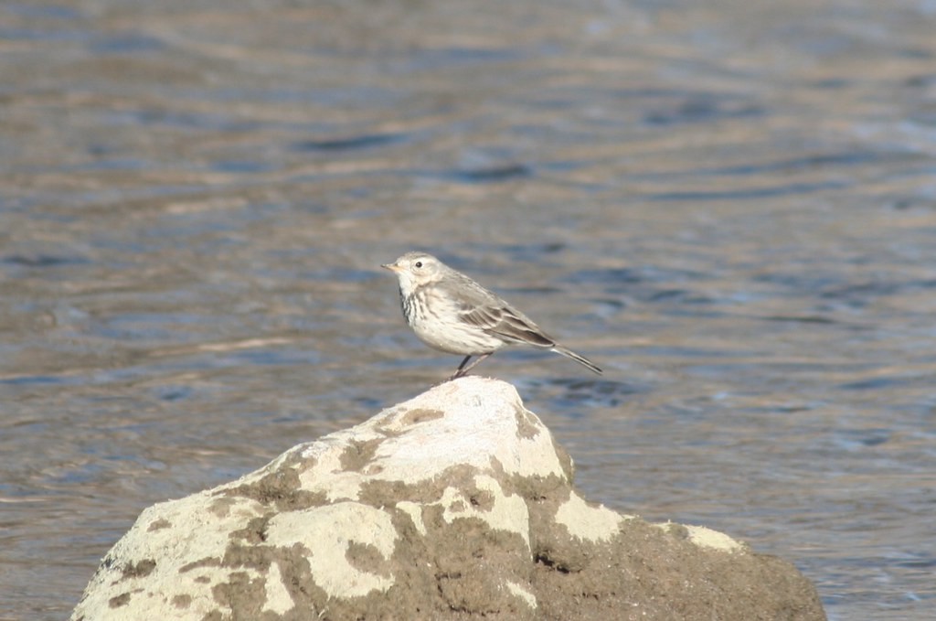 Pipit d'Amérique - ML223433311