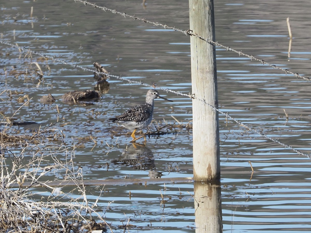 Greater Yellowlegs - ML223433651