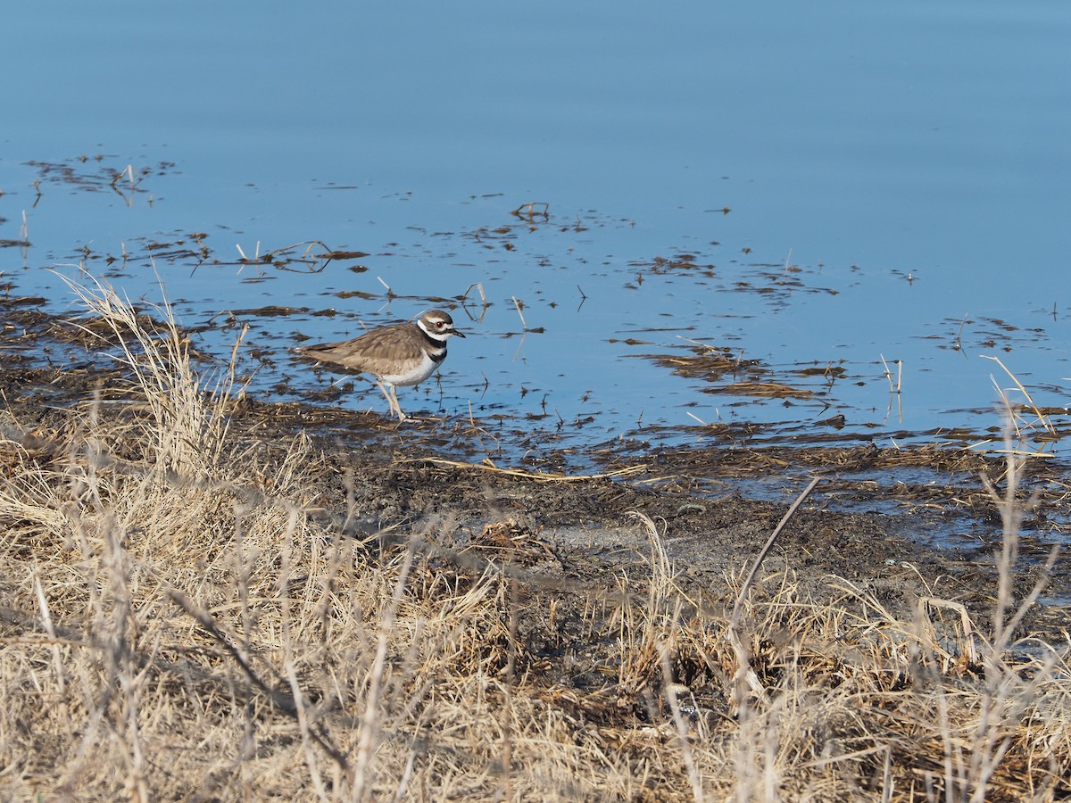 Killdeer - ML223433671