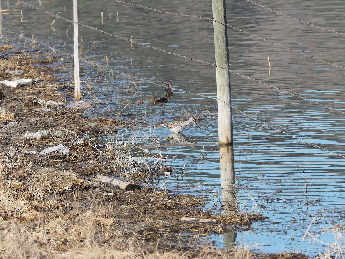 Greater Yellowlegs - ML223433681