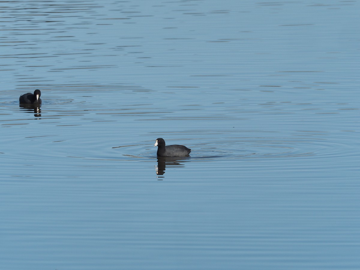 American Coot - ML223433891