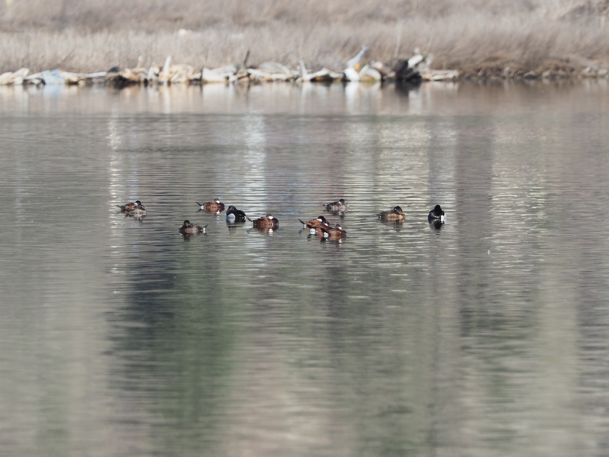 Ruddy Duck - ML223434261